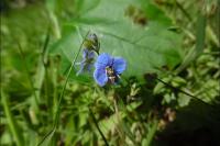 Cauchas fibulella