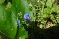 Cauchas fibulella