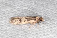 Apatema mediopallidum