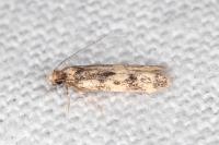 Apatema mediopallidum
