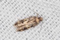 Apatema mediopallidum