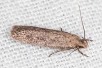Platyedra subcinerea
