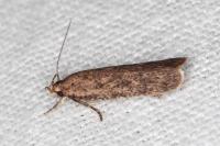 Platyedra subcinerea