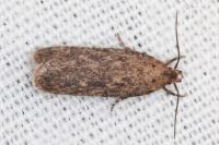 Platyedra subcinerea