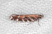 Aristotelia ericinella