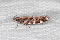 Aristotelia ericinella