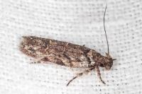 Psoricoptera gibbosella