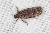 Psoricoptera gibbosella