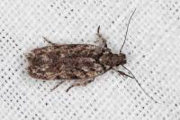 Psoricoptera gibbosella
