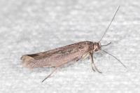 Scythris cistorum