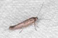 Scythris cistorum