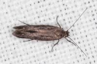 Scythris cistorum