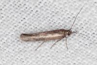 Scythris tenuivittella