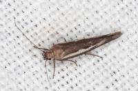 Scythris tenuivittella