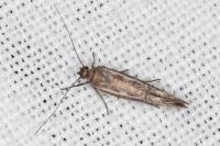 Scythris tenuivittella