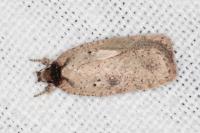 Agonopterix subpropinquella