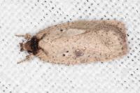 Agonopterix subpropinquella