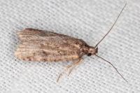 Exaeretia lutosella