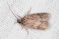 Exaeretia lutosella