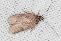 Exaeretia lutosella
