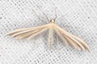 Merrifieldia garrigae