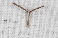 Agdistis neglecta
