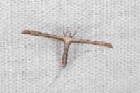 Agdistis neglecta