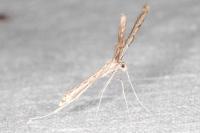 Agdistis neglecta