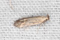 Metzneria hilarella
