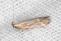 Metzneria hilarella
