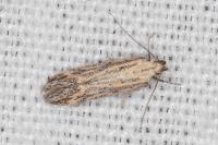 Metzneria hilarella