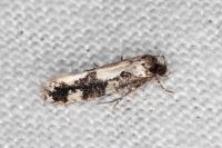 Neurothaumasia ankerella