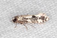 Neurothaumasia ankerella