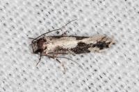 Neurothaumasia ankerella