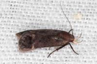 Anacampsis scintillella