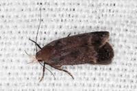 Anacampsis scintillella