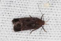 Anacampsis scintillella