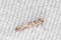 Acrocercops brongniardella