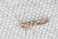 Acrocercops brongniardella