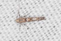 Acrocercops brongniardella