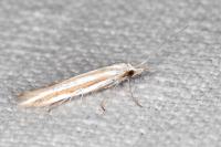 Coleophora cyrniella