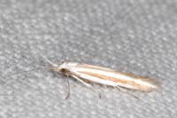 Coleophora cyrniella