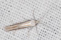 Coleophora cyrniella