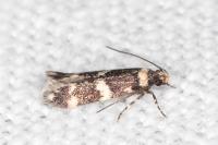 Oegoconia