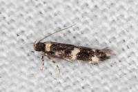 Oegoconia