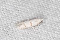 Symmocoides oxybiella
