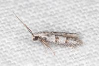 Symmocoides oxybiella