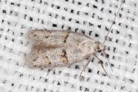 Symmocoides oxybiella