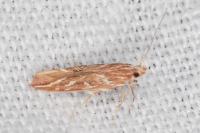 Pyroderces argyrogrammos