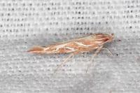 Pyroderces argyrogrammos